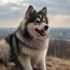 Pomskies for Sale in Syracuse, NY