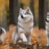 Pomskies for Sale in UK: Finding the Perfect Companion