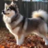 Pomsky Breeders in Wisconsin: Find Your Perfect Pomsky Companion