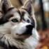 Pomskies for Sale in Washington State: Find Your Perfect Companion Here!