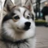 Pomskies for Sale in Washington