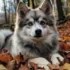 Pomsky Puppies for Sale in Virginia Beach