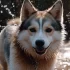 Pomskies for Sale: Finding the Perfect Companion for Your Family