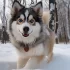 Pomskies for Sale in Texas: Find Your Perfect Furry Companion