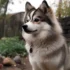 Pomskies for Sale in WV: Find Your Furry Friend Today!