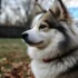 Pomskies for Sale in St. Louis