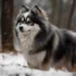 Pomskies for Sale in UK: Finding the Perfect Companion