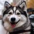 Pomskies for Sale in Seattle, WA