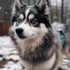 Pomsky Inu: Understanding the Hybrid of Two Popular Breeds