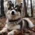 Pomsky Mexico Venta – Find Your Perfect Companion in Mexico