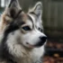 Pomskies Photos: Capturing the Adorable Charm of This Mix Breed