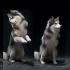 Pomsky Breeders in Reno NV: Find the Perfect Pomskies for You