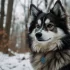 Tips for Caring for Your Older Pomsky