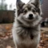 Pomskies and Cats: Can They Coexist?