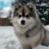 Understanding the Pomsky Disposition: Traits and Behavior