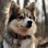 Adorable Pomsky with Spots: A Guide to the Unique Appearance and Personality Traits