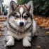 Pomsky vs. Wolf: Understanding the Differences