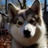 What is a Pomsky? Understanding the Adorable Husky-Pomeranian Mix