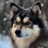Pomsky Polska: How to Find Reliable Breeders