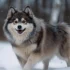 Pomsky 2nd Gen Size: What to Expect from Your Second-Generation Pomsky