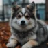 Pomsky 2nd Gen Price: How Much Should You Expect to Pay?