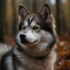 Pomsky 2nd Gen Price: How Much Should You Expect to Pay?