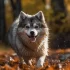 Everything You Need to Know About 4th Generation Pomskies