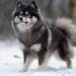 Adopting Healthy Pomsky Puppies: Tips And Tricks