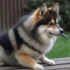 FAQs about Pomsky Price