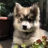 FAQs about Pomsky Personality