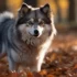 Find Affordable Pomsky Puppies Near Me