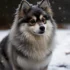 Pomsky Weight: Understanding The Ideal Size And Appearance