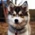 Pomsky Adoption in California: Tips and Tricks for Finding Your Perfect Companion