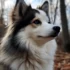 Pomsky Adoption in NJ: Tips and Tricks for Finding the Right Companion