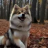 F1B Pomsky: Understanding The Ultimate Mix
