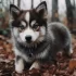 Adopting a Pomsky in Pennsylvania: Tips and Resources