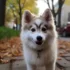 Pomsky Adoptions Near Me: Tips for Finding the Perfect Companion