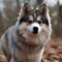 Pomsky Adoption in Colorado: Tips for Finding Your Colorful Companion
