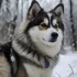 Pomsky Adoption in Illinois: Tips for Finding Your Perfect Companion