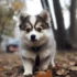 Adopt a Pomsky in California: Tips and Resources for Finding Your Furry Friend