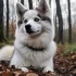 Pomsky Adoption in Chicago: Tips and Advice for Finding Your Perfect Companion