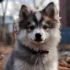 Pomsky Adoption NYC: Tips for Finding Your Perfect Furry Friend