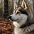 Pomsky Adulto Precio: ¿Cuánto cuesta un Pomsky adulto?