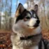 Pomsky Adoption: Tips for Finding Your Rescue Companion