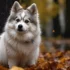 Pomsky Baby: Tips For Raising And Training Your New Furball