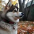 Pomsky adulte taille: Tout savoir sur la taille adulte des Pomskies