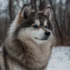 Pomskies For Sale On Craigslist: Tips For Finding The Right Breeder