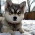 Conoce todo sobre el Pomsky adulto blanco y su cuidado