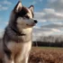Pomsky Adulto Marron: Todo lo que necesitas saber sobre este adorable mestizo