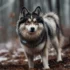 Dr. Pomsky – Your Guide To The Adorable Pomsky Breed